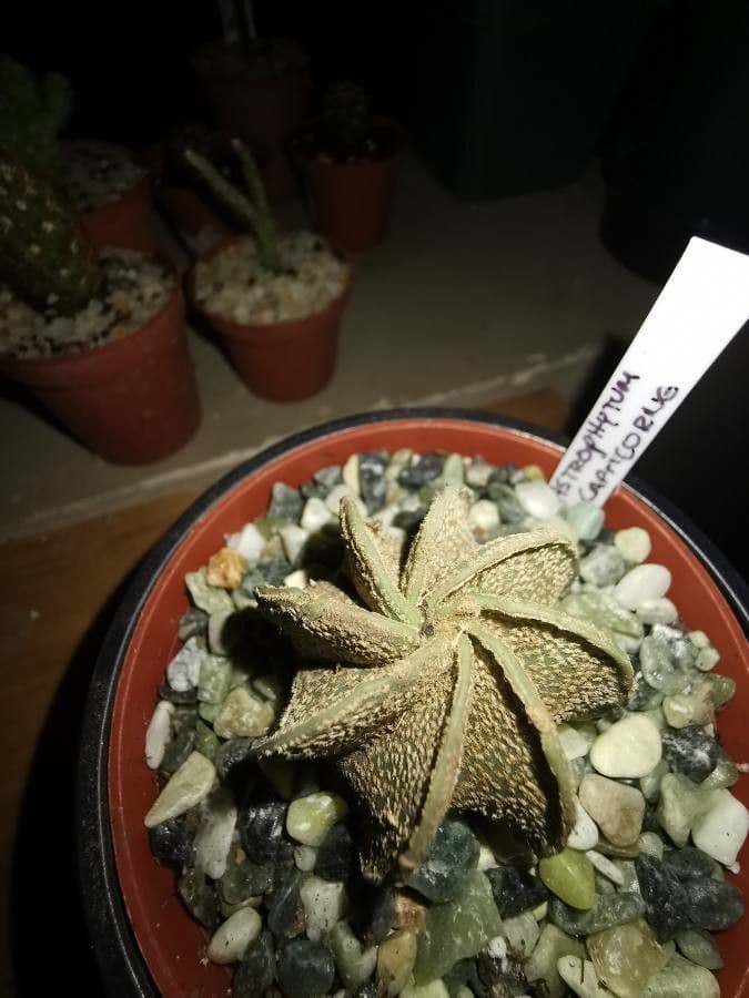 Cactus testa di capra 16