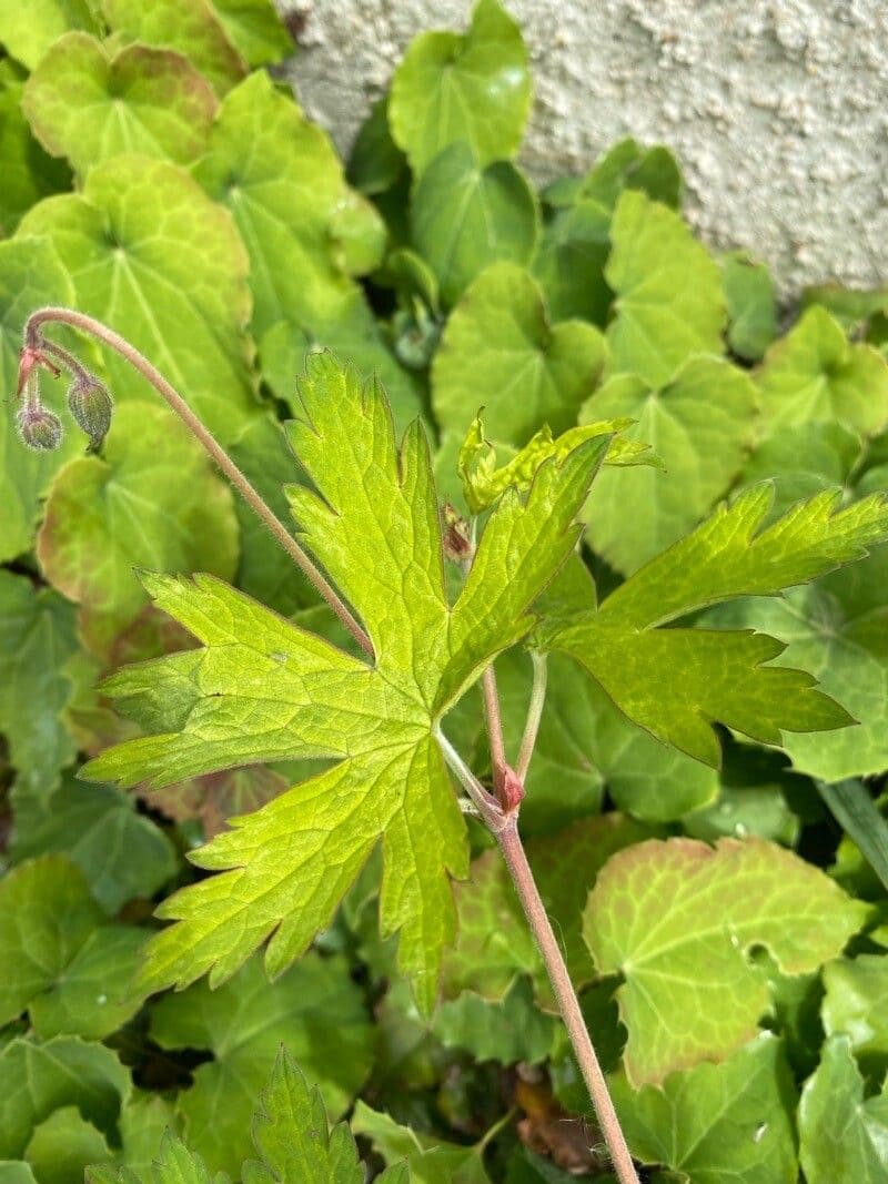 Storchschnabel 17