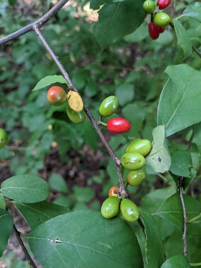 Lindera benzoin 2