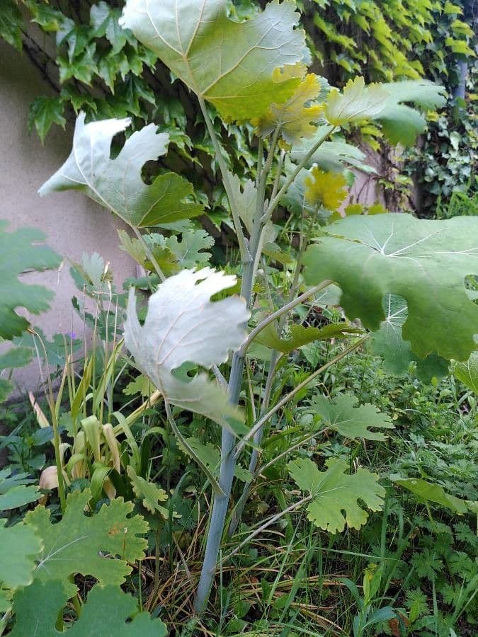 Macleaya 14