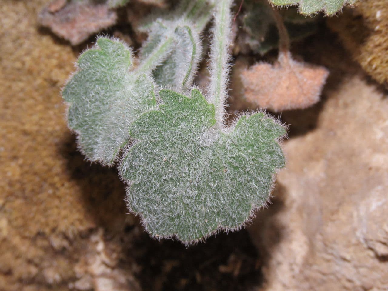Campanula 13