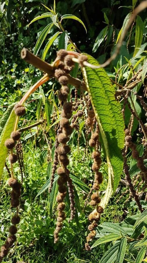 Ortica falsa pendula 10