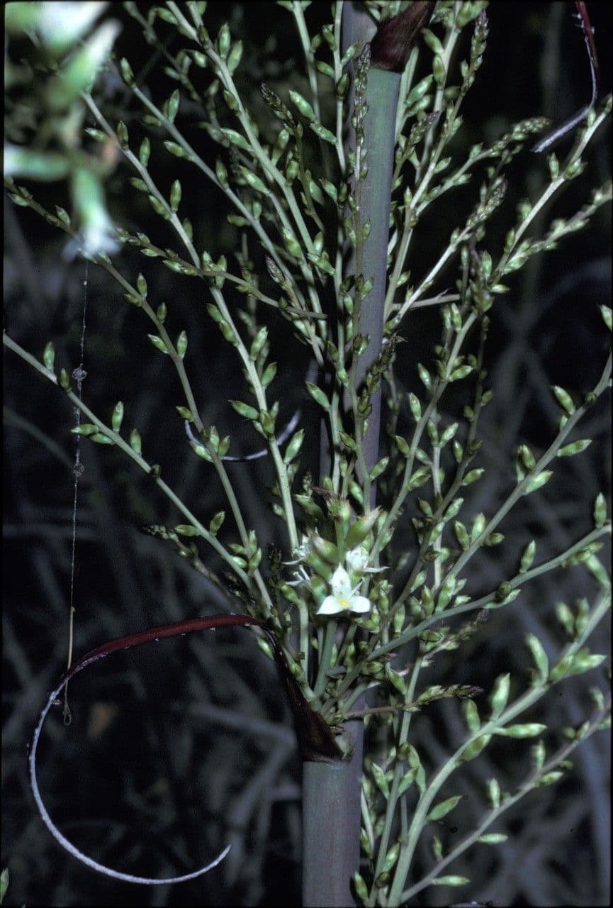 Hechtia