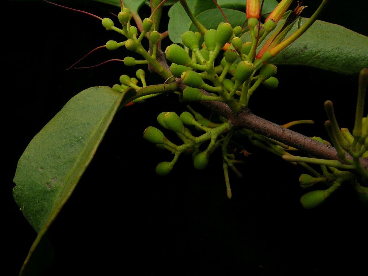 Scurrula 5