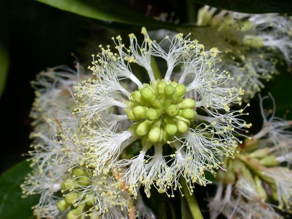 Inga 4