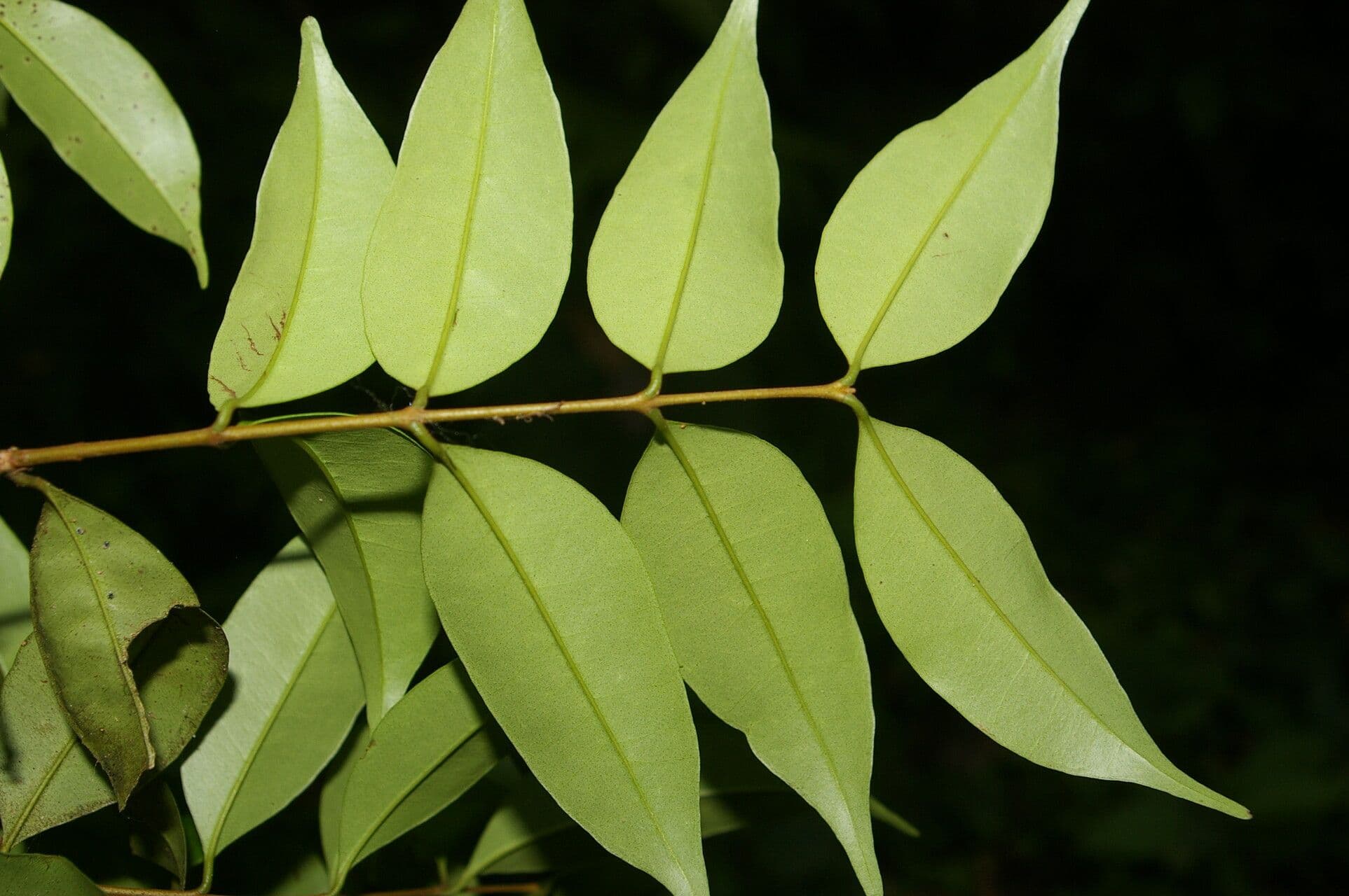 Eugenia costaricensis 7