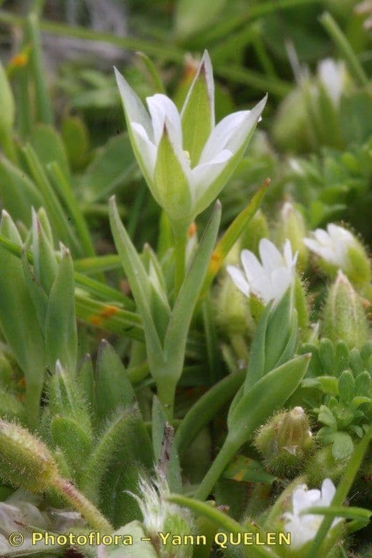 Moenchia erecta 17