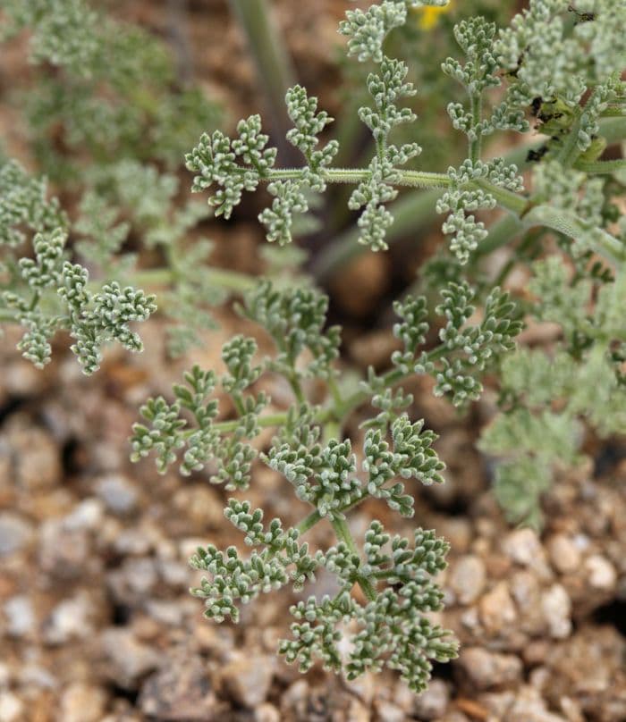 Lomatium mohavensis 8