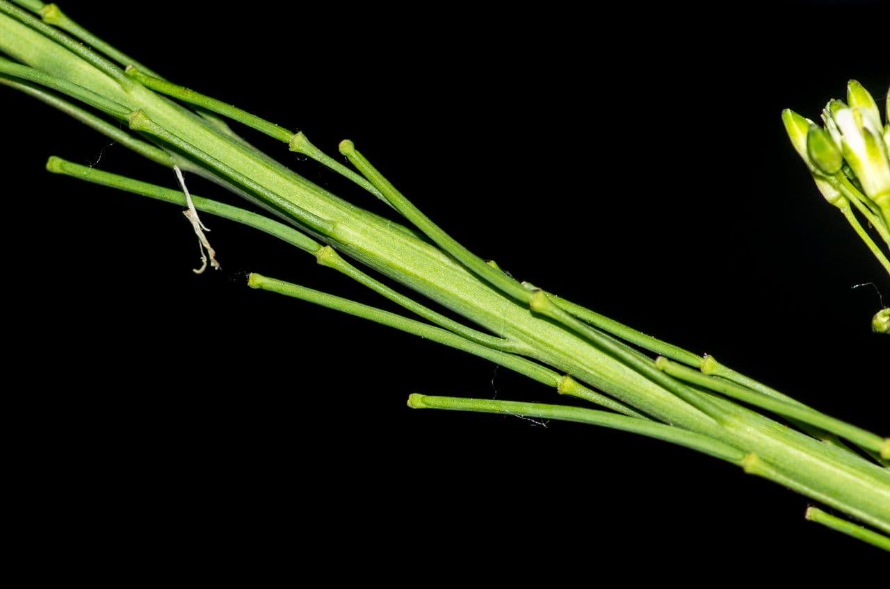 Arabetta liscia 21