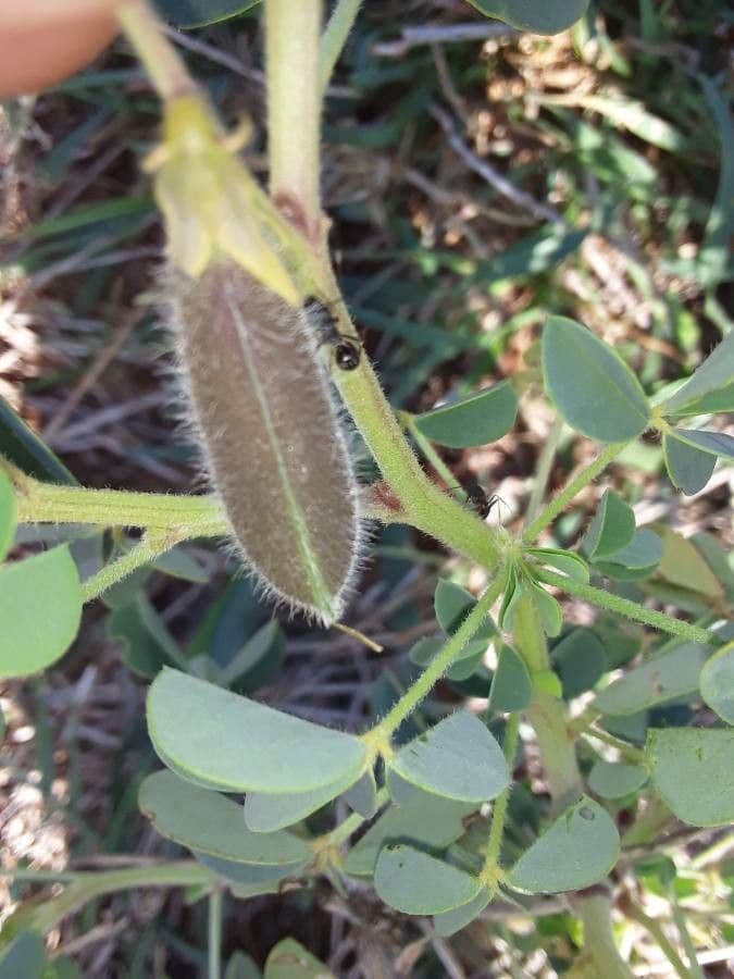 Crotalaria incana 2