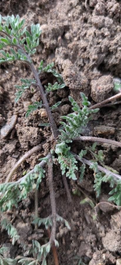 Chaenactis glabriuscula 17