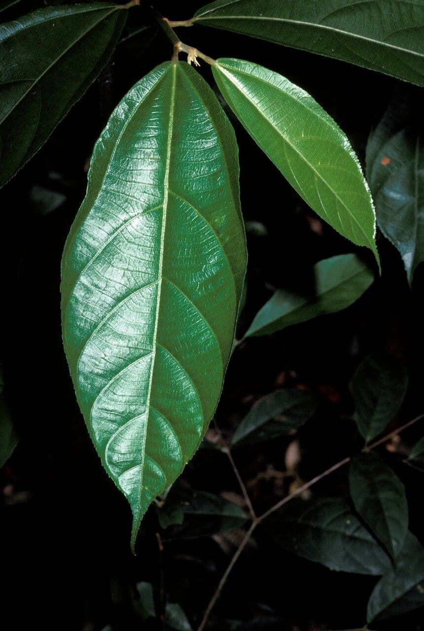 Apeiba glabra 2