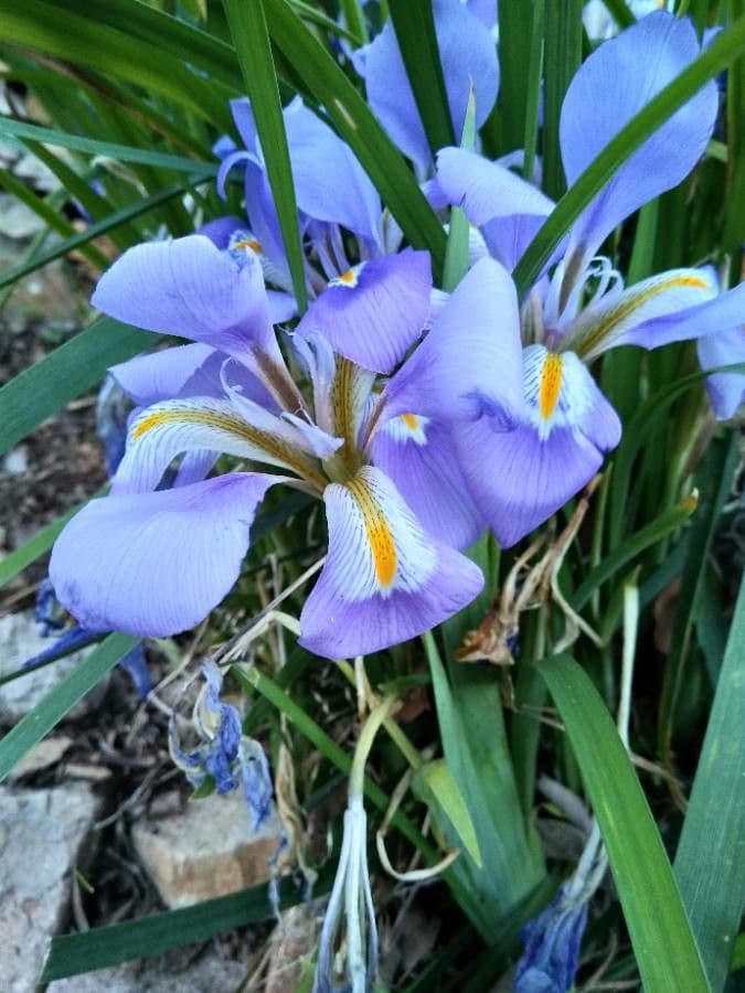Iris 5