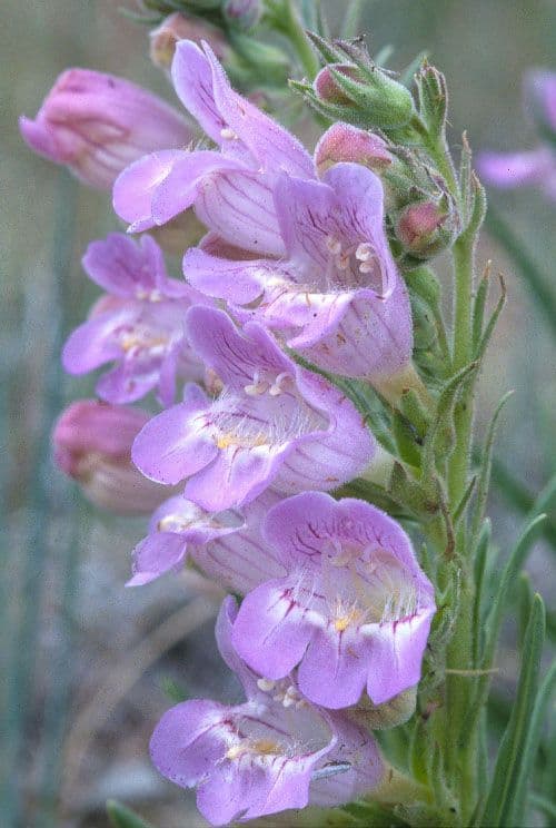 Penstemon