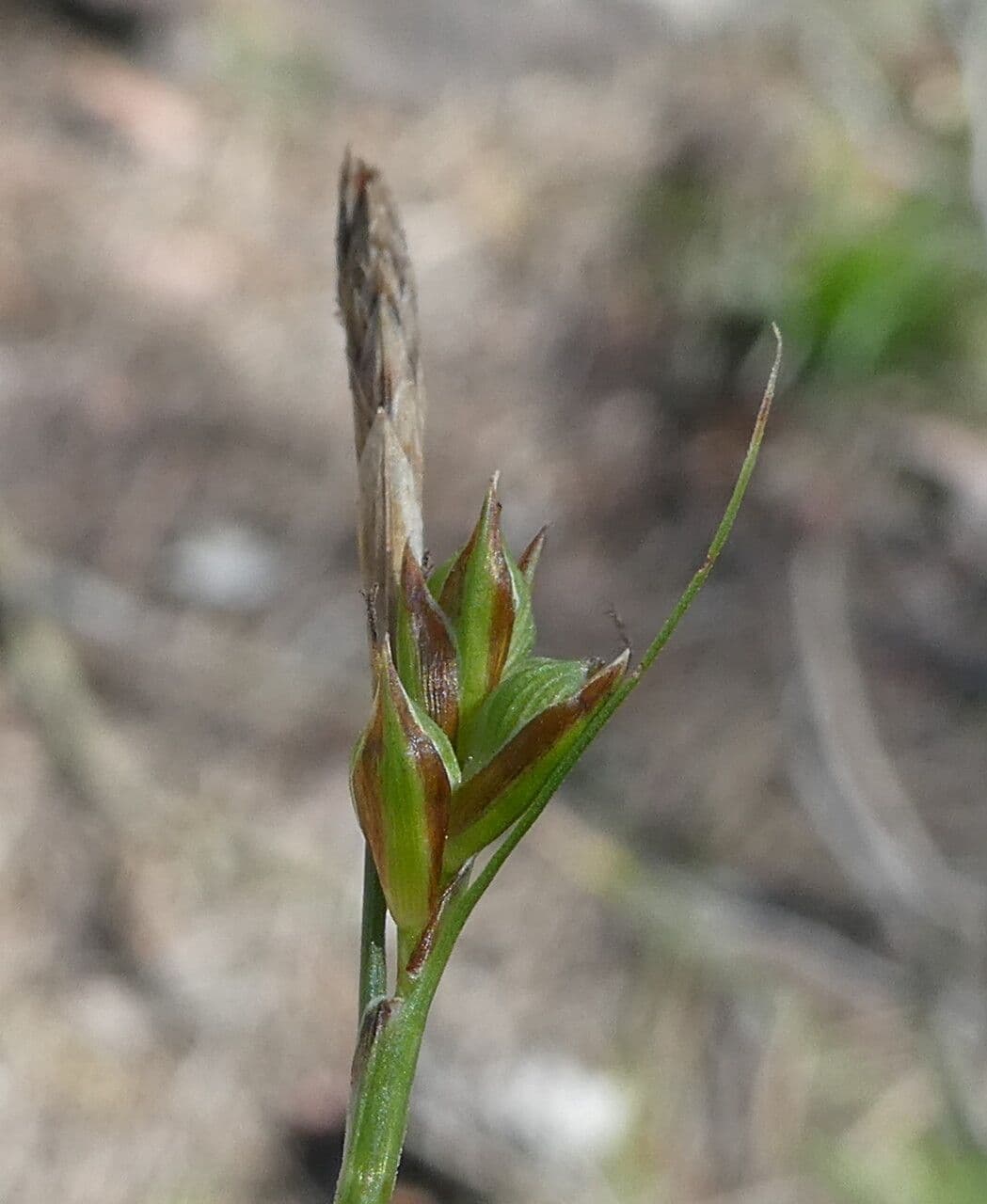 Carex distachya 10