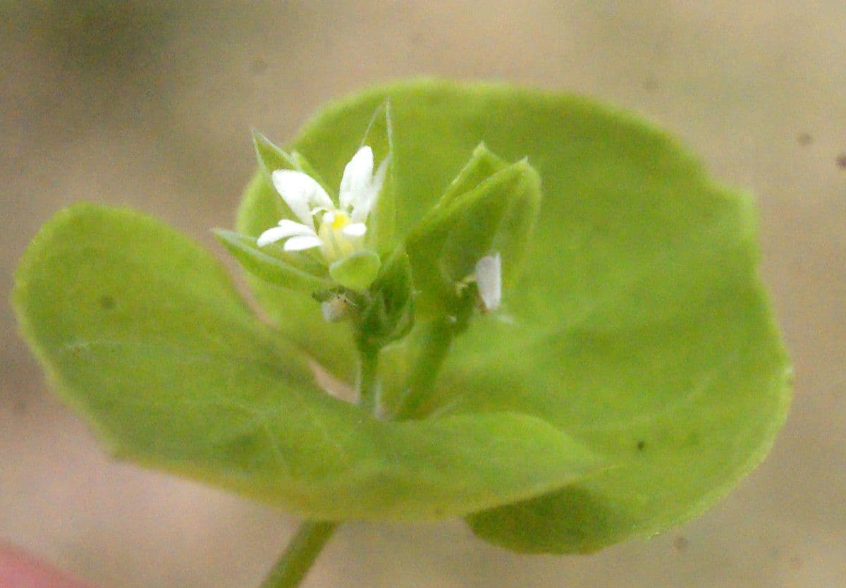 Drymaria cordata 6