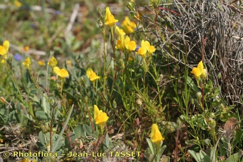 Linaria 7