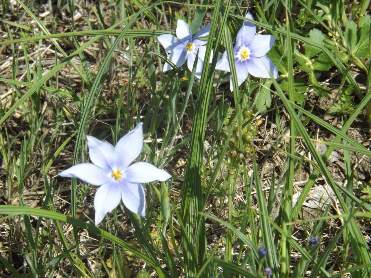 Nemastylis 8
