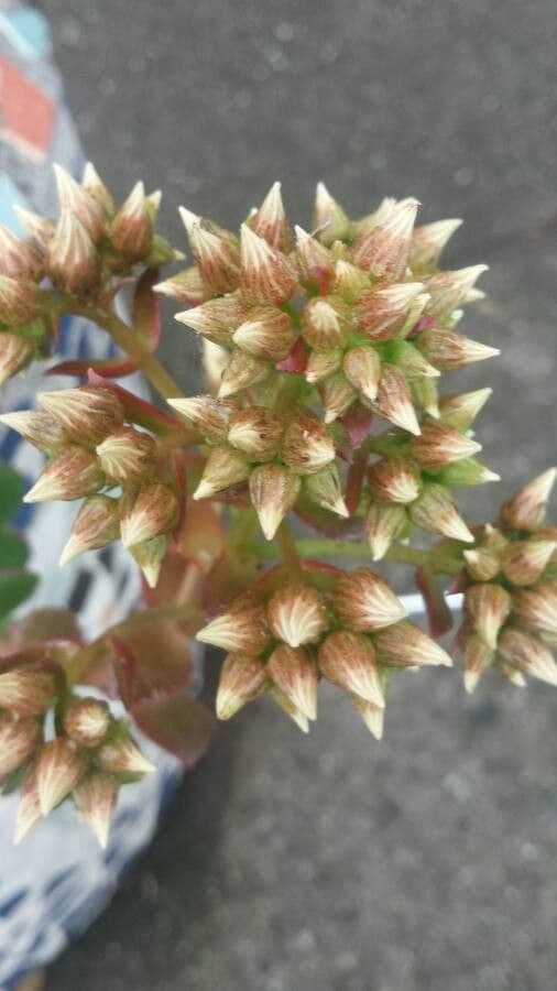 Aeonium di Haworth 24