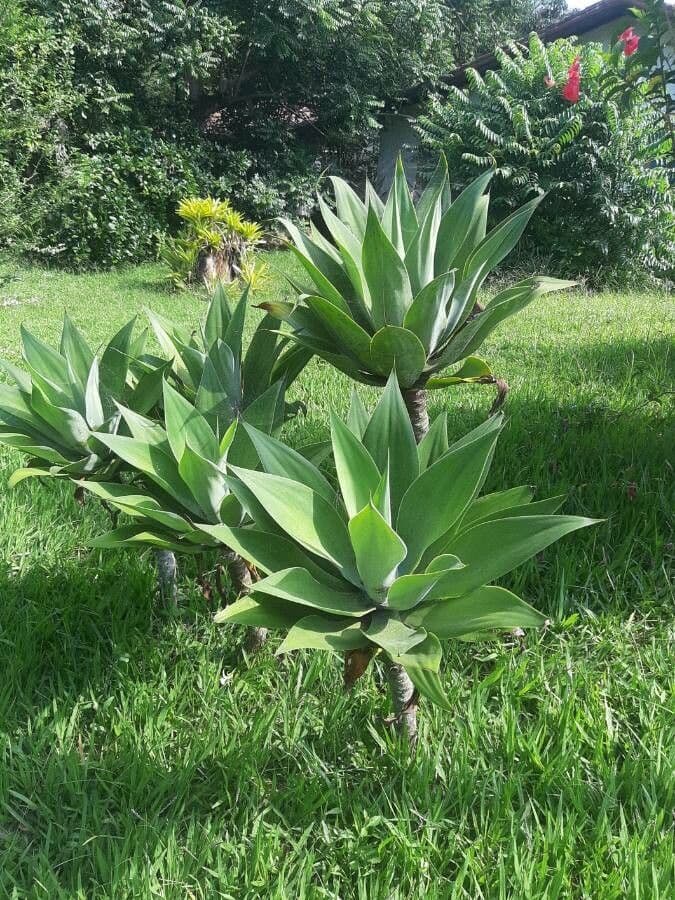 Agave lanuginosa 17