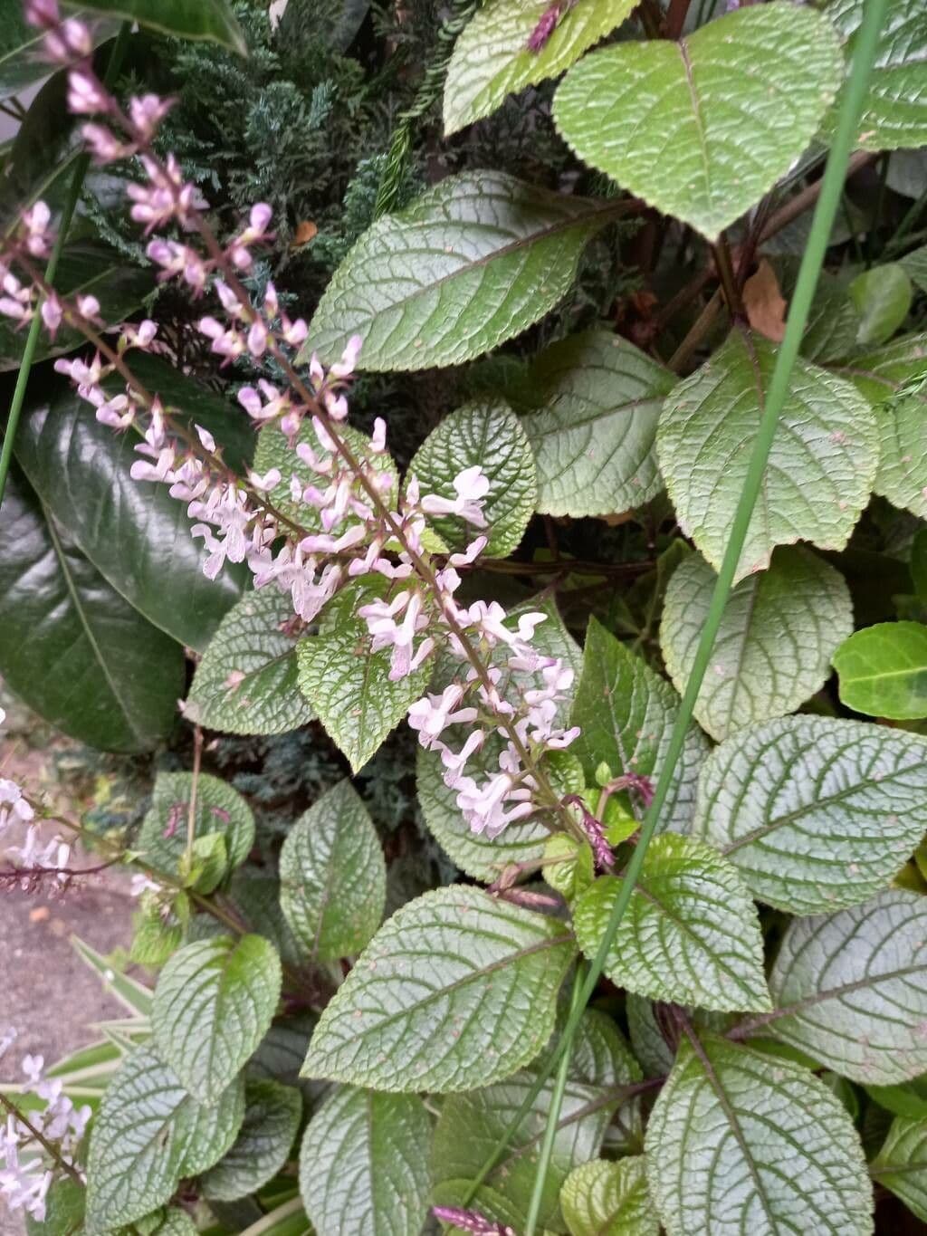 Plectranthus 2