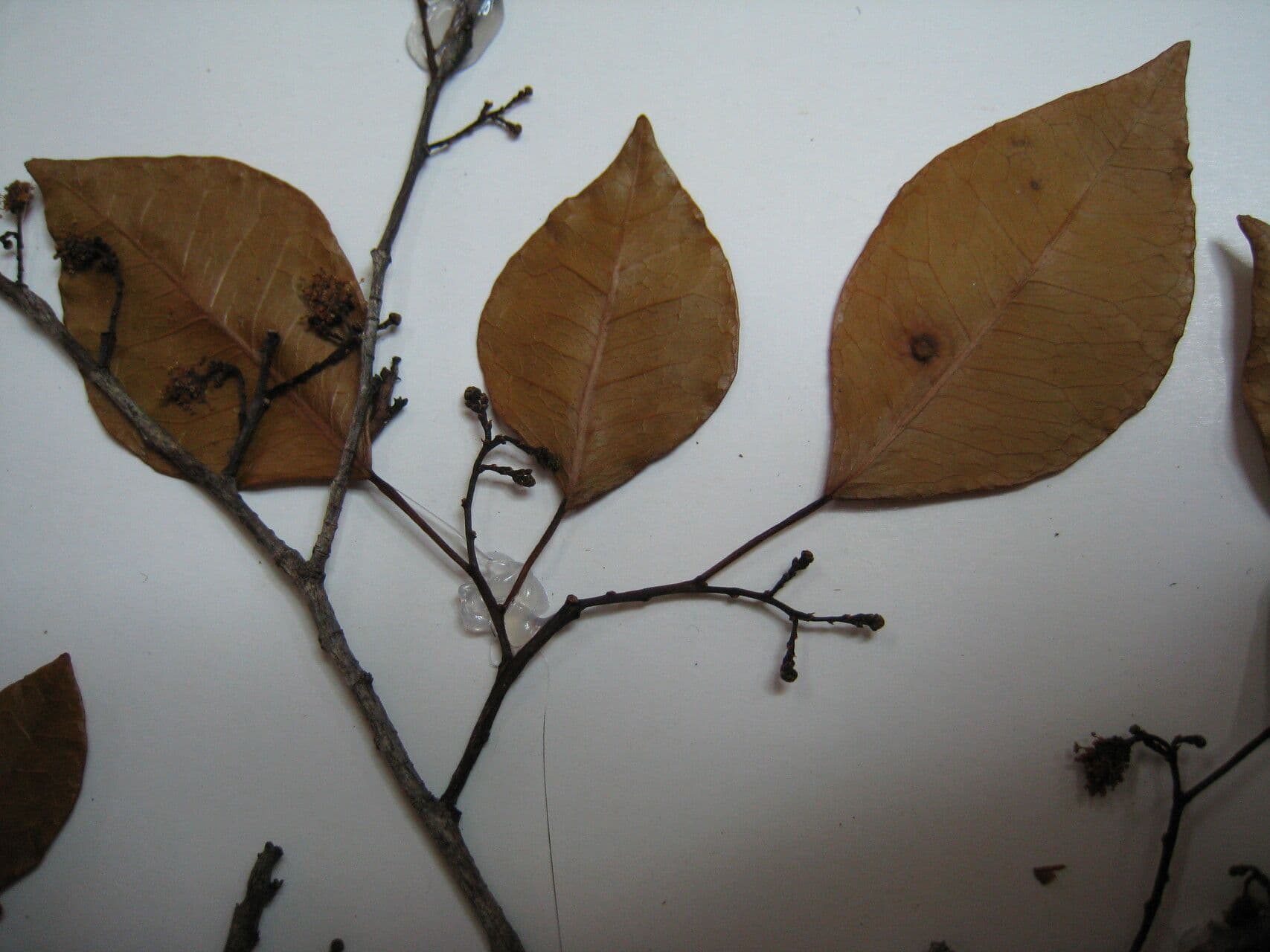 Maprounea 8