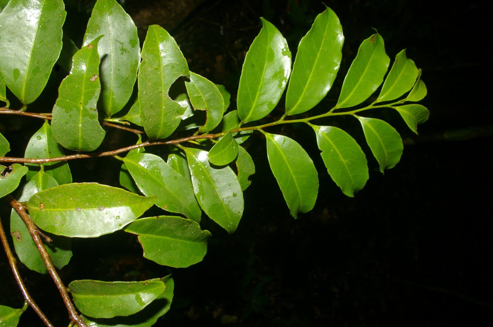 Symplococarpon 2