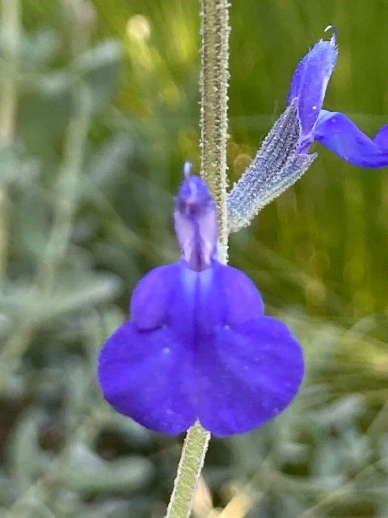 Salvia germandrina 4