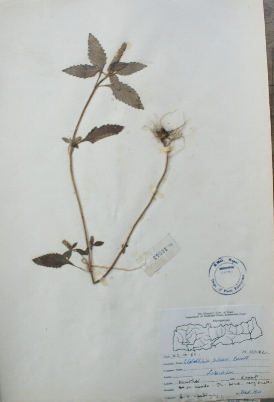 Elsholtzia 4