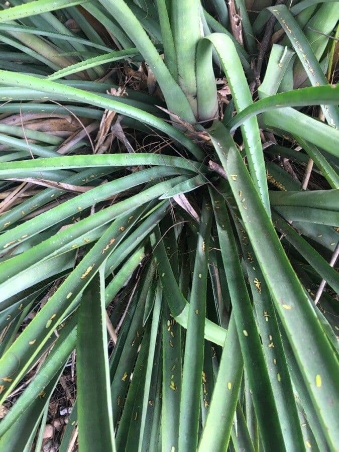 Aechmea 14