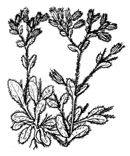 Centocchio peloso 10