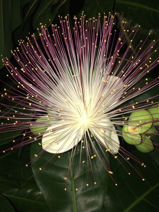 Barringtonia 10