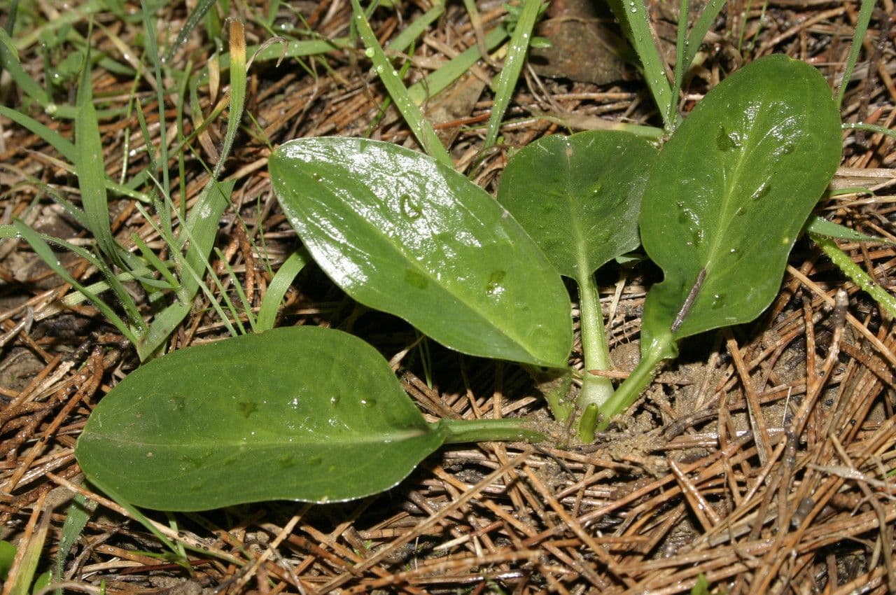 Biarum