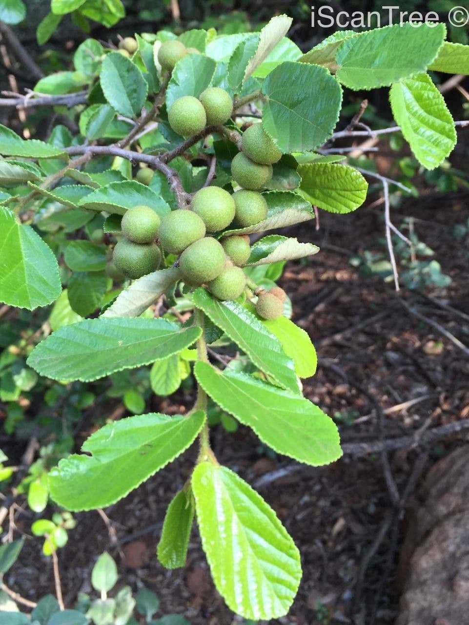 Grewia 2