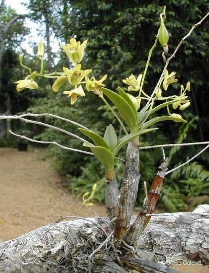 Dendrobium 8