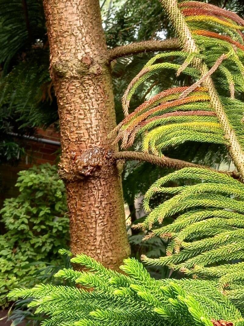 Schmalblättrige Araukarie 12