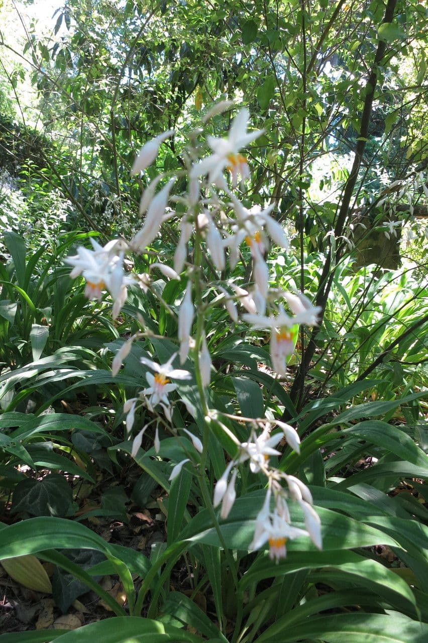 Arthropodium 16