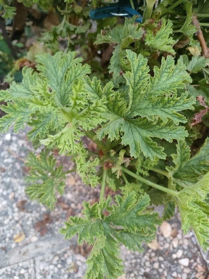 Citronella 8