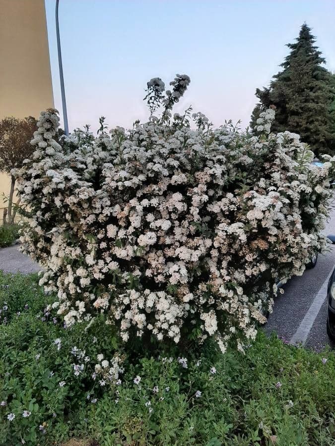 Reeve's spiraea 14