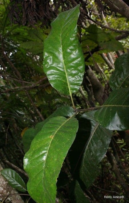 Atractocarpus