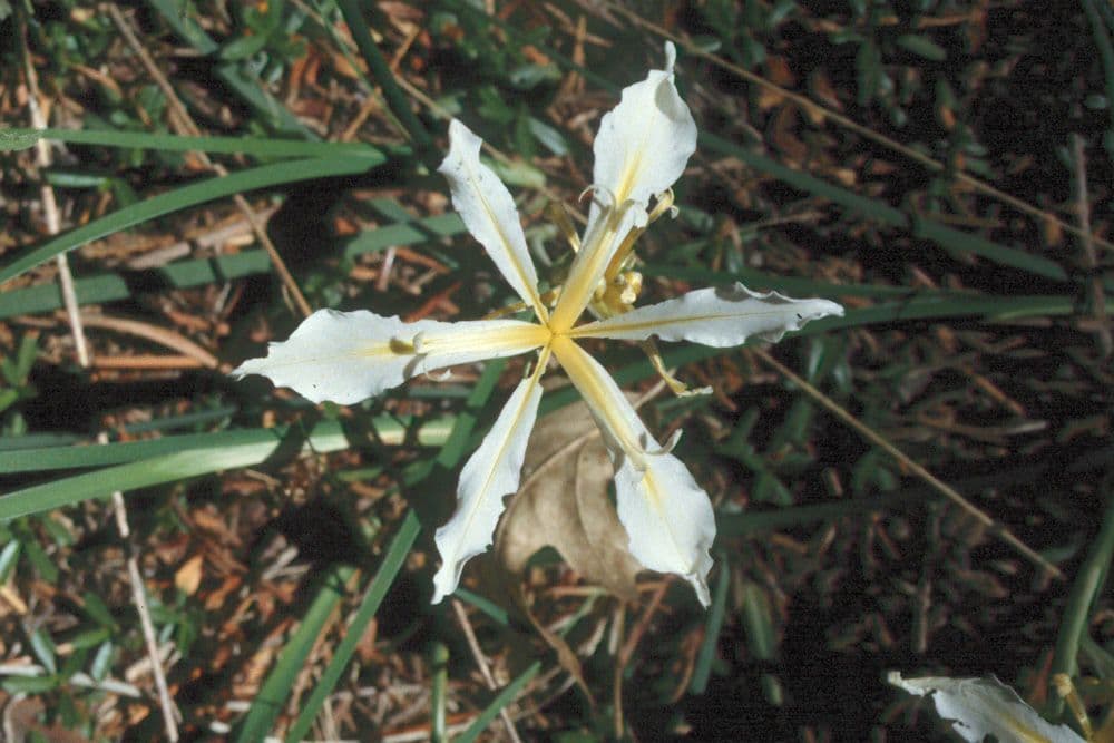Iris 3
