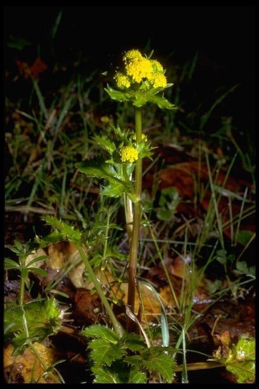Sanicula 2