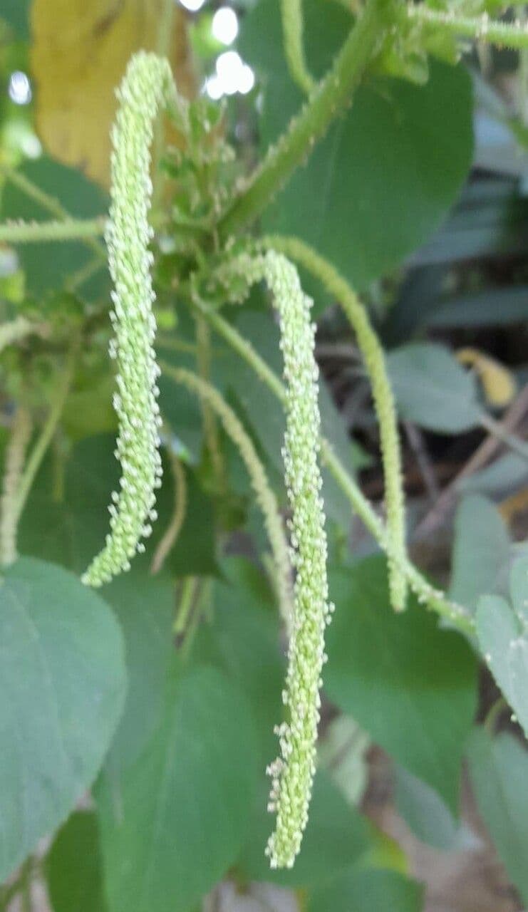 Acalifa plicata 2