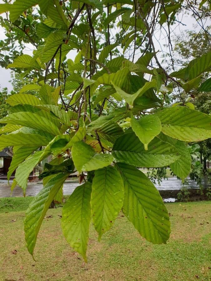 Dipterocarpus 5
