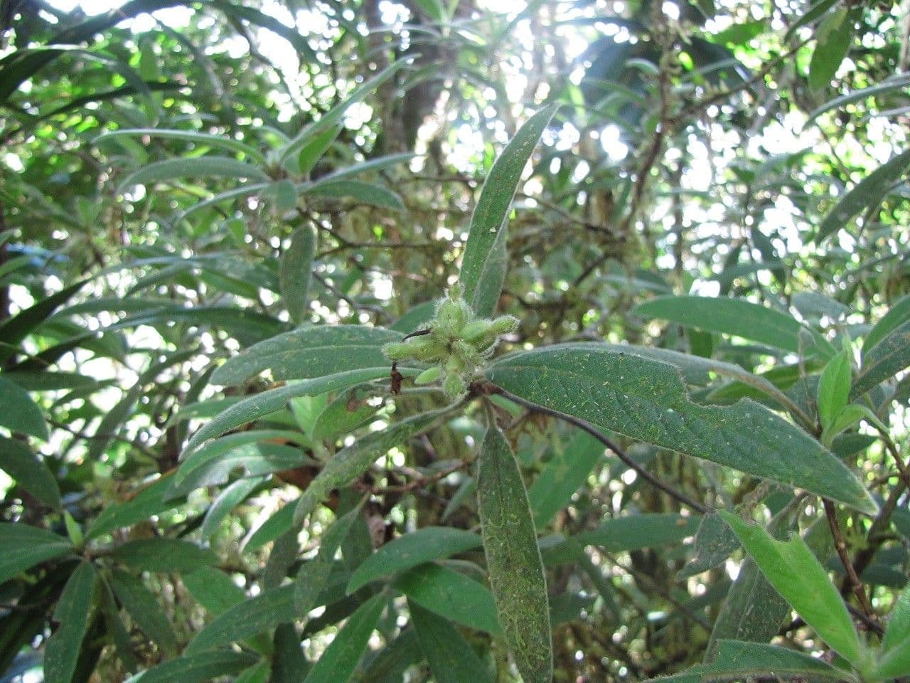 Psychotria 8