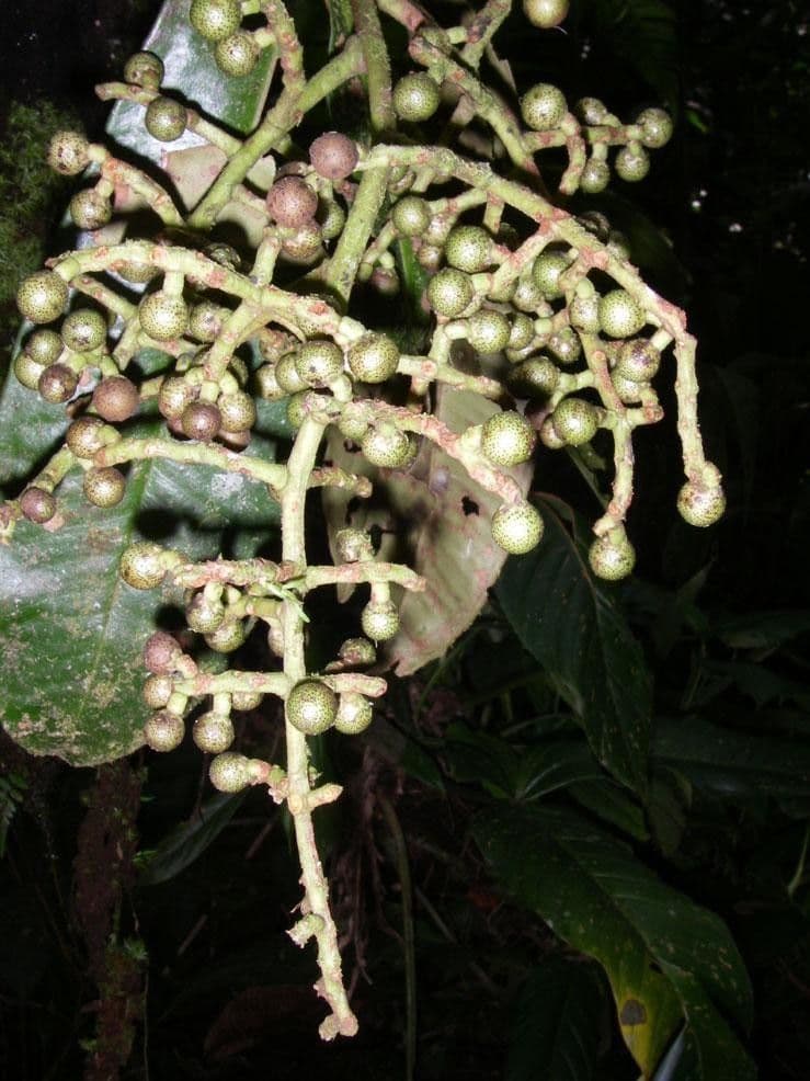 Ardisia 19