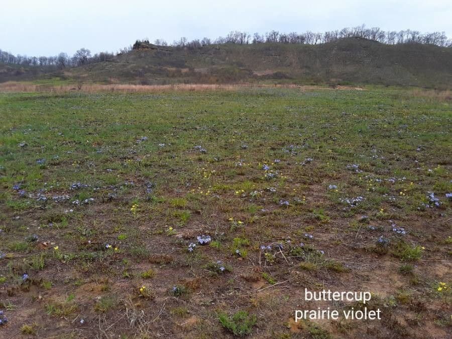Viola pedatifida 2