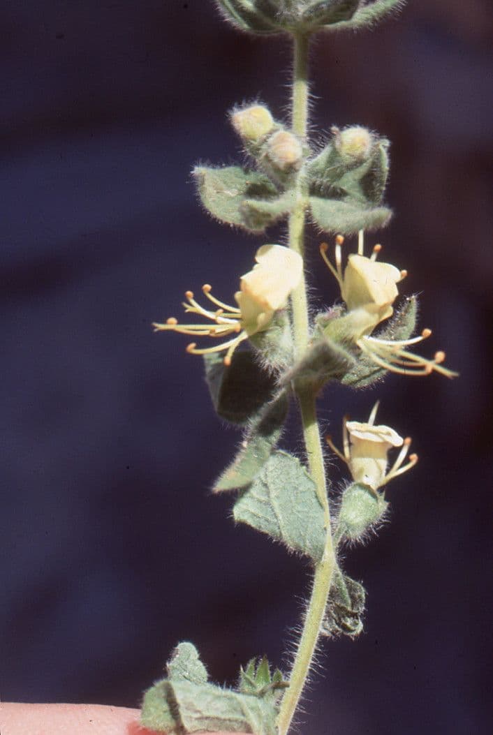 Teucrium 2