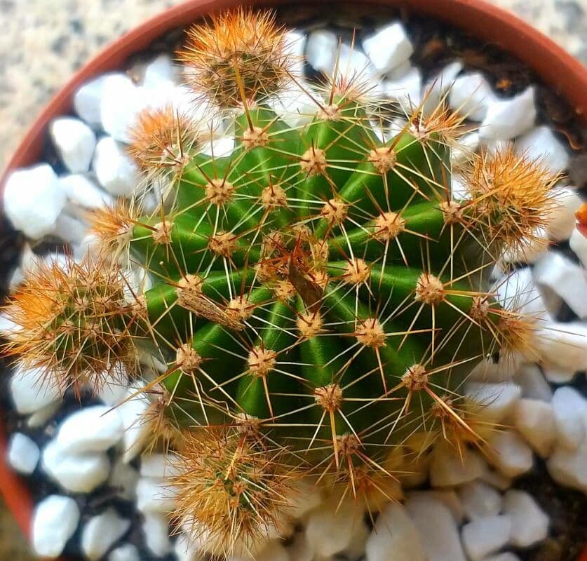 Coleocephalocereus 6