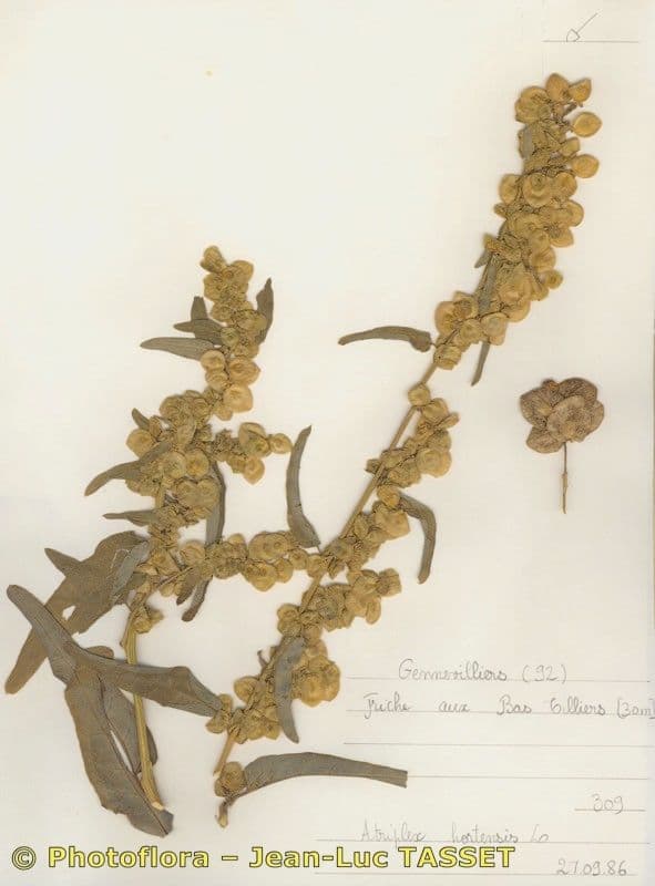 Atriplice ortense 28